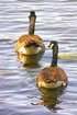 Ducks Rearview