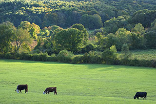 3 Cows