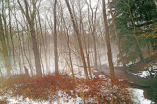 Avon, CT Woods Fog
