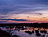 Bog Water Plants at Twilight