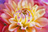 Dahlias Close Up