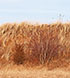 Dune Grasses