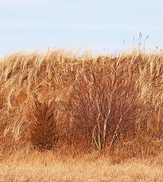 Dune Grasses