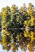Early AM Toddy Lake