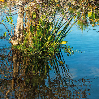 Everglades Roots
