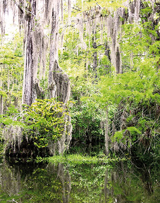 Everglades