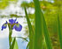 Iris Leaves