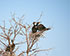 Nesting Water Birds