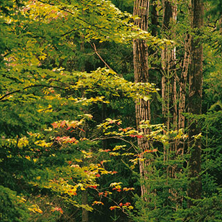 Pine and Red Leaves Outside My Cabin