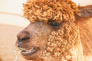 Triton the Alpaca
