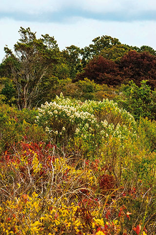 Vineyard Wildflowers