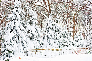 Winter Trees Row