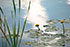 Yellow Dock and Grasses