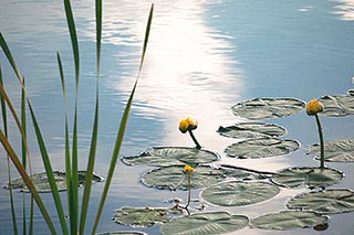 Yellow Dock and Grasses