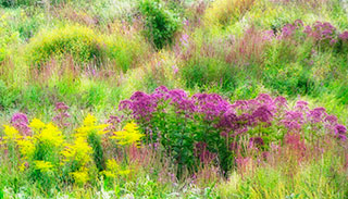 Allandale Salvia
