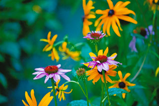 Black Eyed Susans Echinacea Nightfall