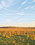 Bog at Sunset Standing Plants