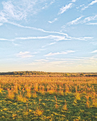 Bog at Sunset Standing Plants