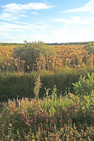 Bog Golden Plants
