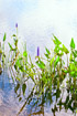 Bog Water Plants