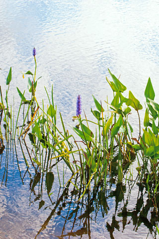 Bog Winter Plants