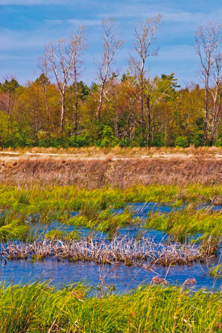 Broken Row of Trees