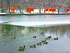 Central Park Ducks