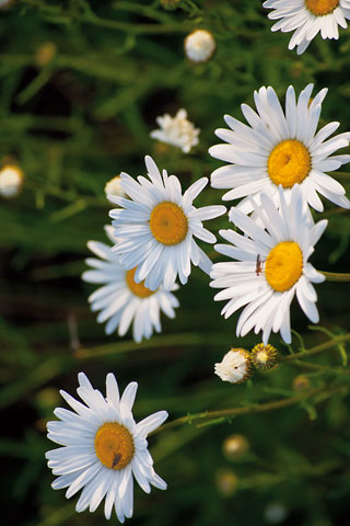 Daisies Bugs Bog MAY2894