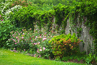 Enchanted Fence