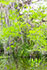 Everglades II