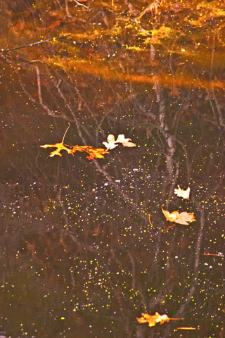 Fall Leaves on Water