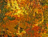 Fall Leaves