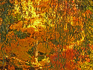 Fall Leaves