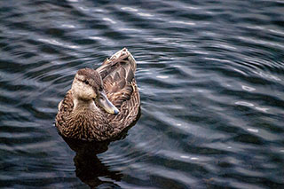 Female Duck Looks at You