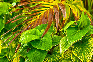 Florida Leaves