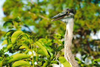 Heron Bad Hair Day