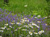 Lavender and Daisies