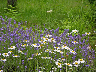 Lavender and Daisies