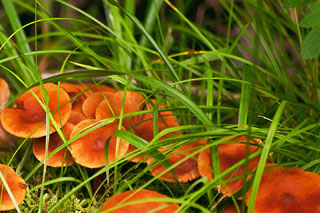 Mushrooms Wayaawi Road