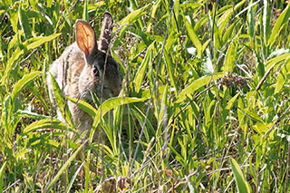 Rabbit