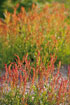 Red Plants Bog