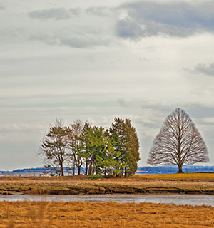 Shapely Bare Tree