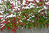 Snow on Burning Bush