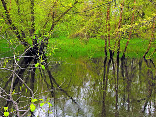 Spring on the Charles 2990