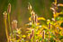 Sun Behind Grasses