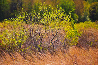 Tree Bog Bird DSC2632