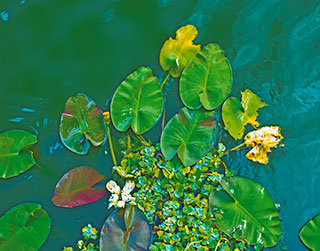 Water Plants