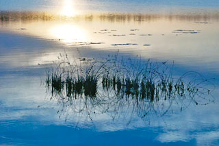 Weeds Sunset Bog MAY2934