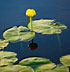 Yellow Dock